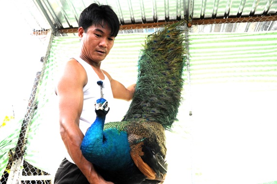 Bí kíp" làm trang trại chim công vừa đẹp, vừa đơn giản